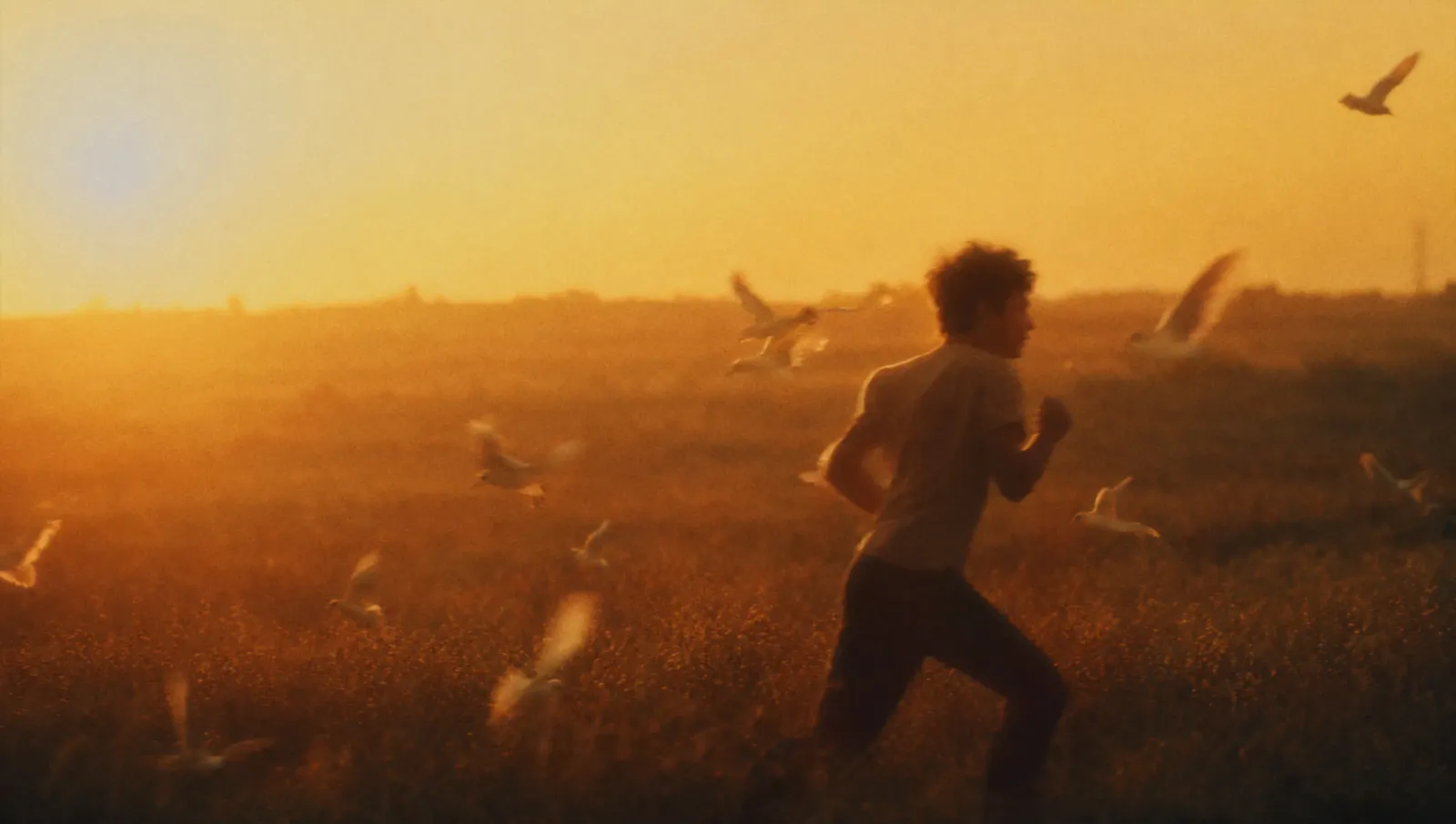 Boy running through a field of birds at sunset